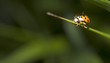 coccinelle