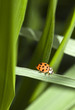 coccinelle