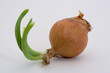 Onion Regrowth, Regrown Onion, Onion Sprout