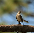 The singer
