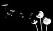 dandelion in the wind dandelion in the wind