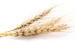 Photo : Corncobs isolated on white
