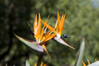 Orange tropical flowers