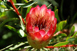 Photo en ligne au meilleur prix protea in Botanical Garden Kirstenbosch in Cape Town