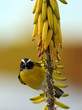 Bananaquit (incertae sedis)