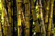Carved in bamboo grove Carved in bamboo grove