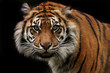 Nature Of Aggression