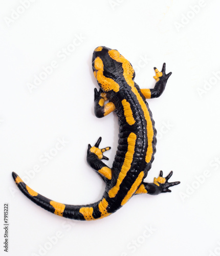 Photo: salamandre tachetée salamandre tachetée