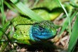 Green lizard and his beautiful eye