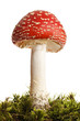 mushroom