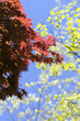 Bright sunny leaves 2