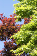 Bright sunny leaves 3