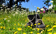 Wanderschuhe Blumenwiese Sommer