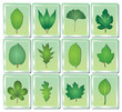 tree leaf icon