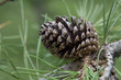 Pine Cone