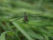 dragonfly clinging to a bade of grass