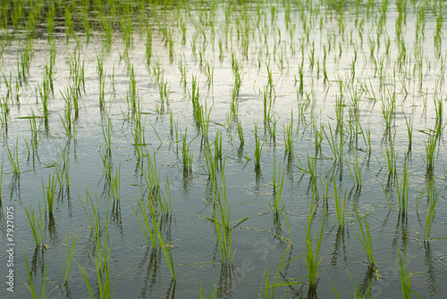 Rice field
