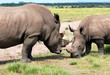 white rhinoceros white rhinoceros