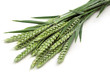 Green rye spikes