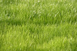 Green grass