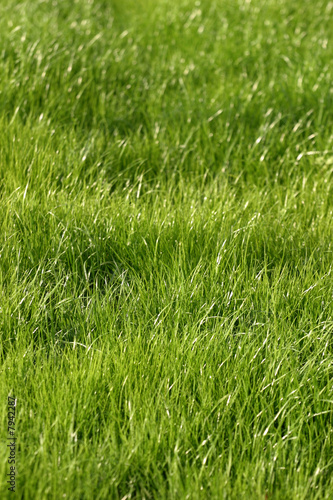Green grass
