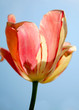 colorful tulip in summer time