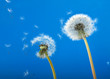 Dandelions blowing in the wind