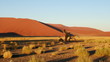 désert namibien désert namibien