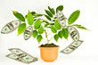 Foto: Money tree Money tree