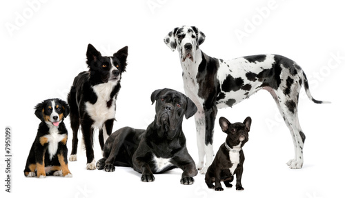 group of dogs