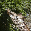 The giraffe eats with language leaves from a tree