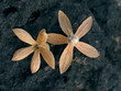 Calycopteris Floribunda. Combretaceae, dry flowers on rock.