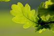 Oak Leaves