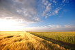 Sunset field Sunset field