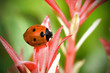 Ladybug