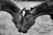 Photo: Bisous Bisous