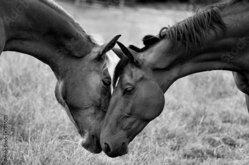 Bisous