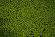 wasserlinsen