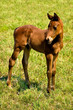 Curious Foal