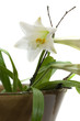 Blumenvase