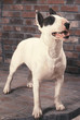 chien  Bull terrier
