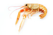 Shrimp