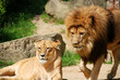 Restling lion and lioness