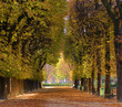 Alley of trees in autumn