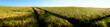 panoramic barley field