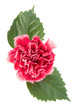 Carnation Carnation