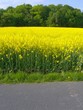 Rapsfeld 2