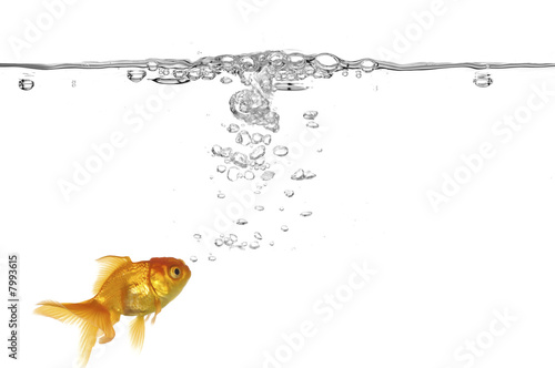 Goldfish and air bubbles Goldfish and air bubbles