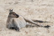 Resting kangaroo on Kangaroo Island