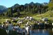 Troupeau de vache gasconne,Donnezan,Ariège,Pyrénées